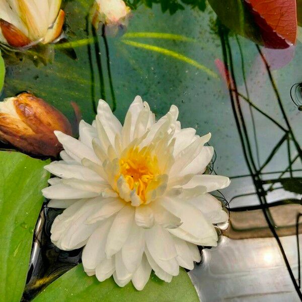 Nymphaea odorata Flower