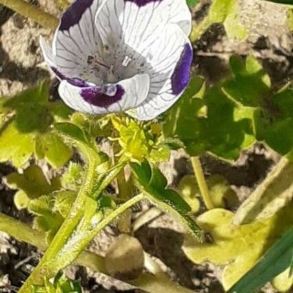 Nemophila maculata Flower