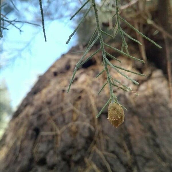 Tamarix aphylla ഫലം