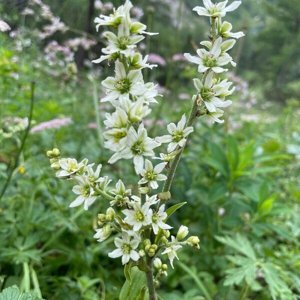 Veratrum album Lorea