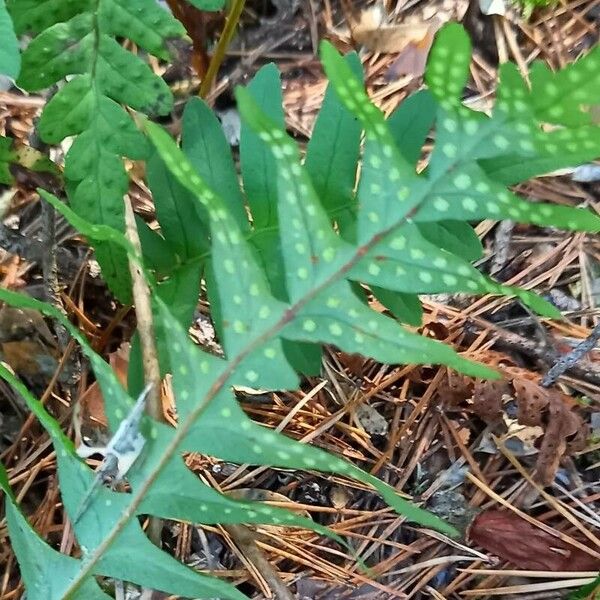 Polypodium vulgare Fruit