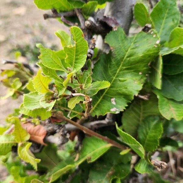 Pappea capensis Blatt