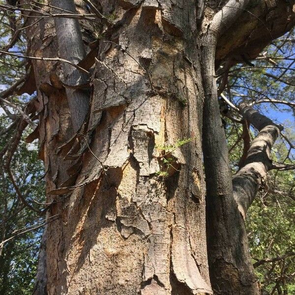 Albizia forbesii Bark