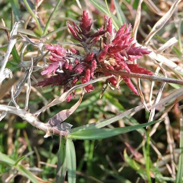 Eragrostis pilosa Květ