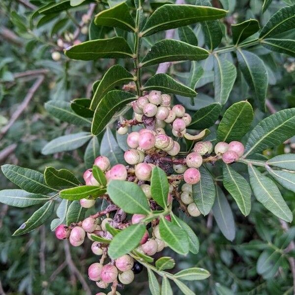 Pistacia lentiscus Gyümölcs