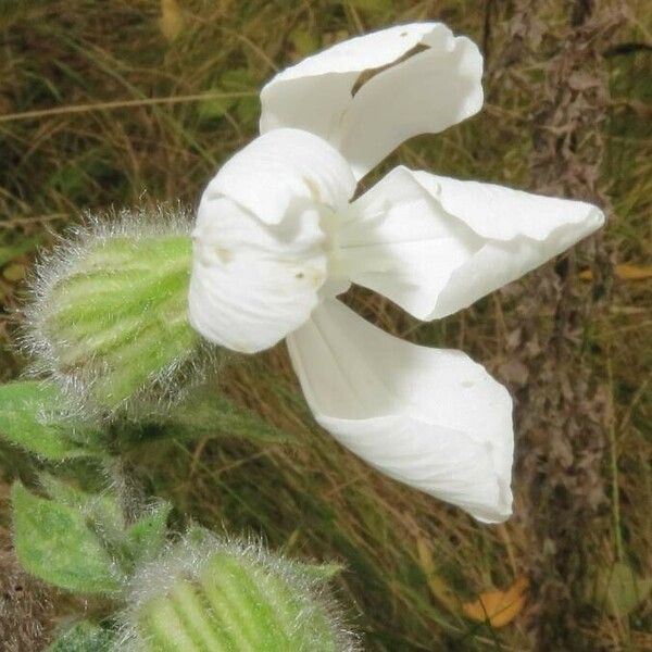 Silene latifolia Flower