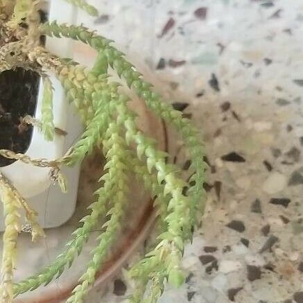 Crassula muscosa Φύλλο