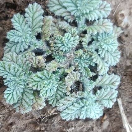 Coldenia procumbens Liść