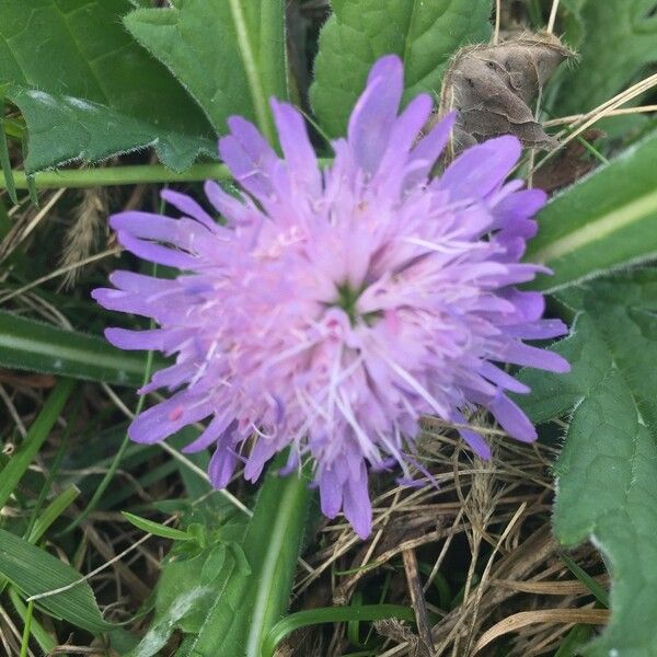 Knautia dipsacifolia Flower