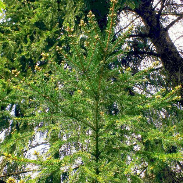 Picea abies Buveinė