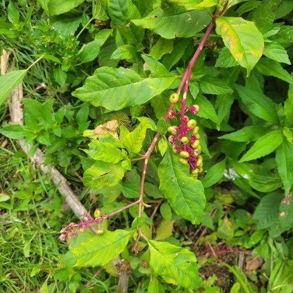 Phytolacca bogotensis Fruct