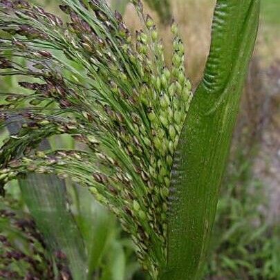 Panicum miliaceum برگ