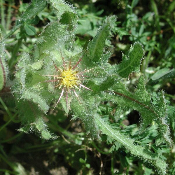 Centaurea benedicta Flower