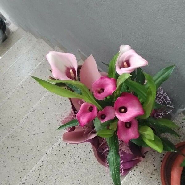 Zantedeschia albomaculata Flower