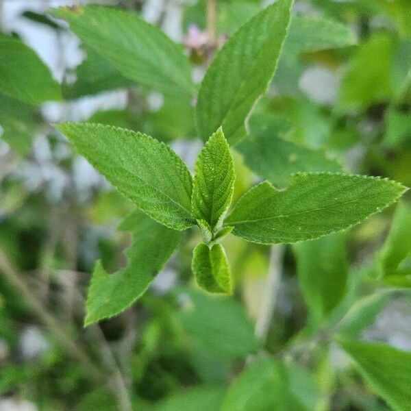 Lippia alba Lehti