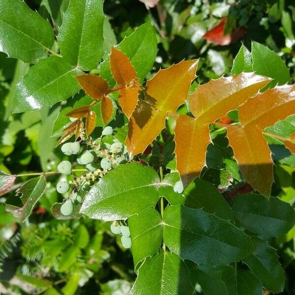 Berberis aquifolium Folha