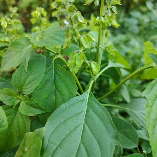 Ocimum campechianum Leaf