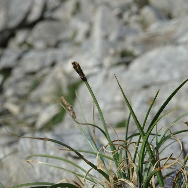 Carex rupestris Flower