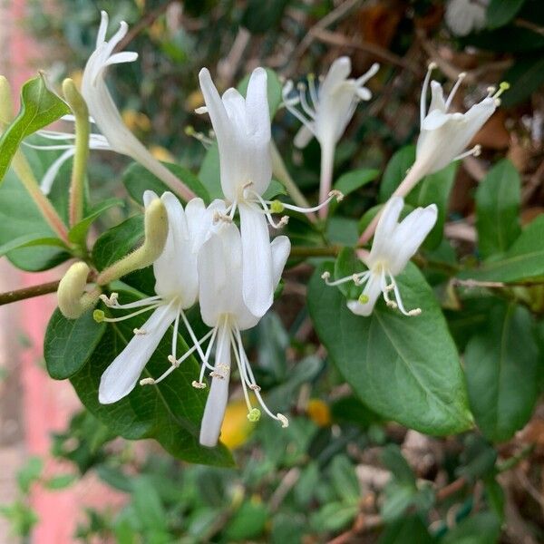 Lonicera japonica Žiedas