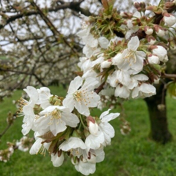 Prunus × gondouinii Çiçek