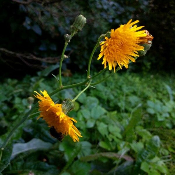 Sonchus arvensis 花