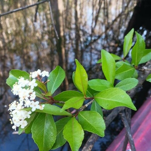 Viburnum obovatum Лист