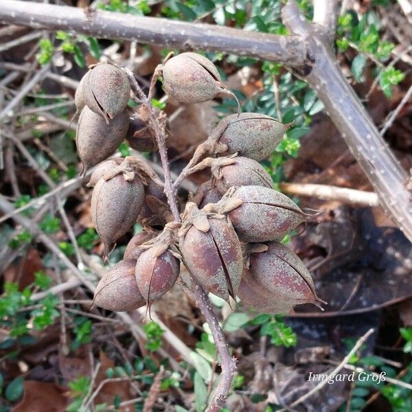 Paulownia tomentosa Frucht