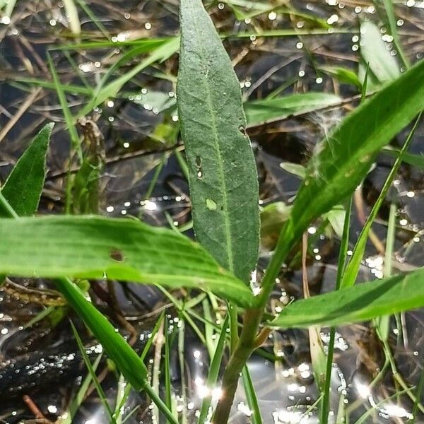 Persicaria amphibia ഇല