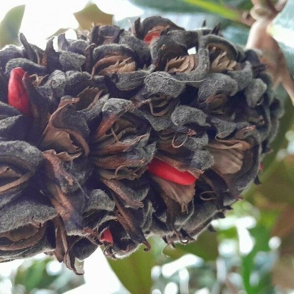 Magnolia grandiflora Fruit