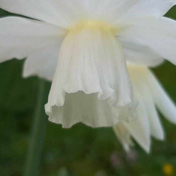 Narcissus triandrus Flors