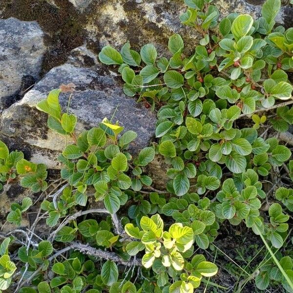 Rhamnus pumila Leaf