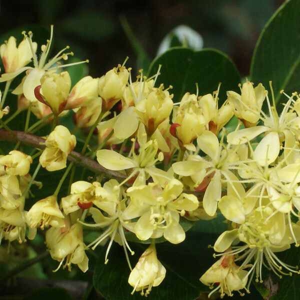 Haematoxylum campechianum Květ