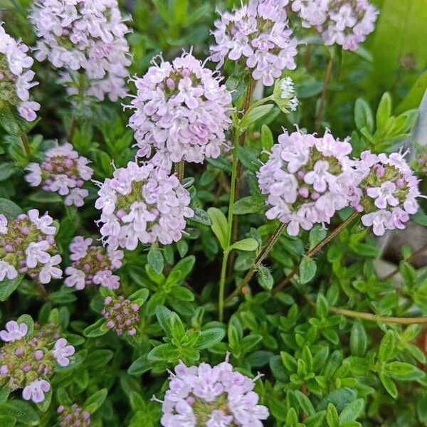 Thymus longicaulis 花