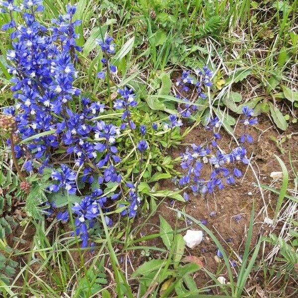 Polygala calcarea Habit