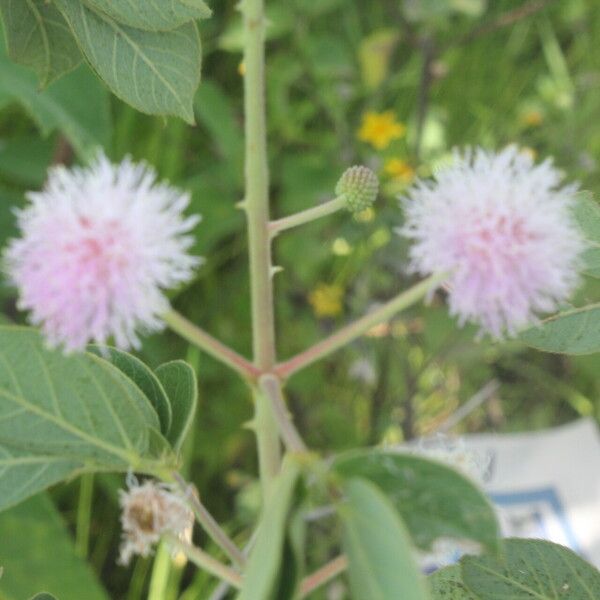 Mimosa albida Leaf