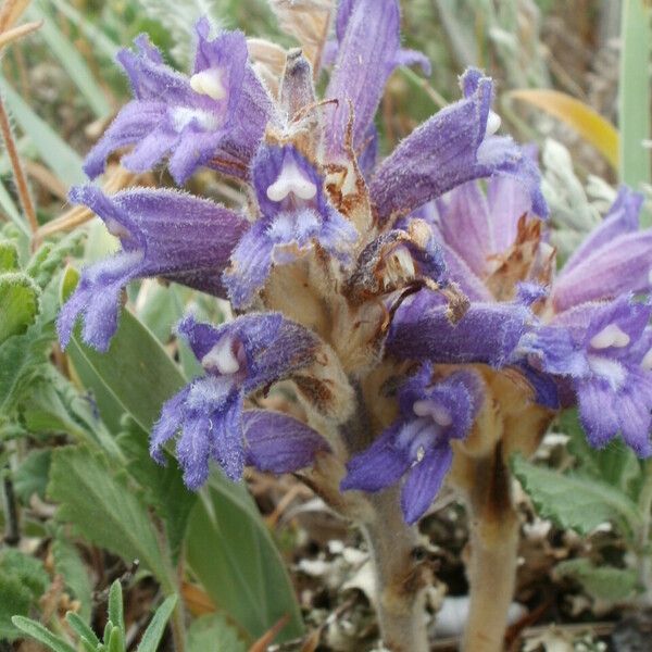 Orobanche mutelii Floro