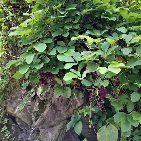 Akebia quinata Habit