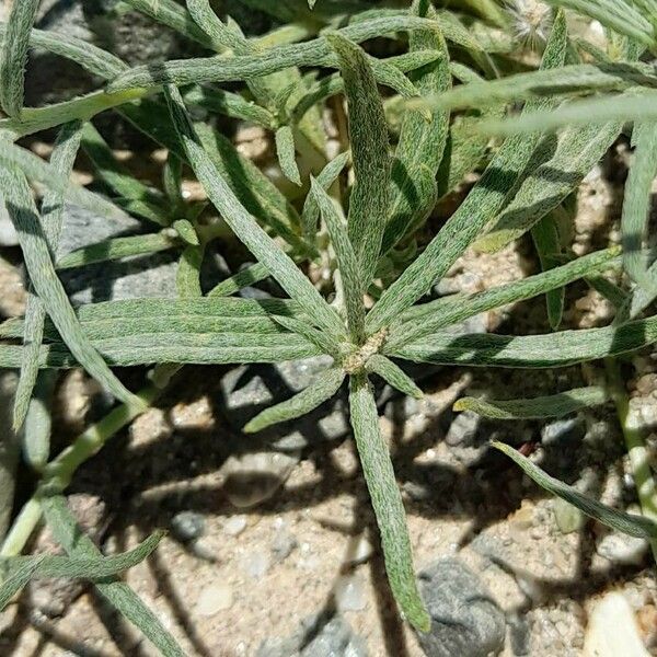 Heliotropium chrysanthum Лист