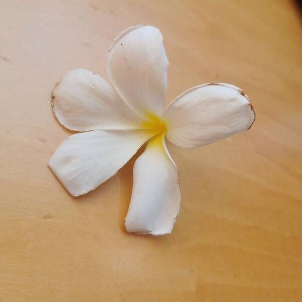 Plumeria obtusa Flower