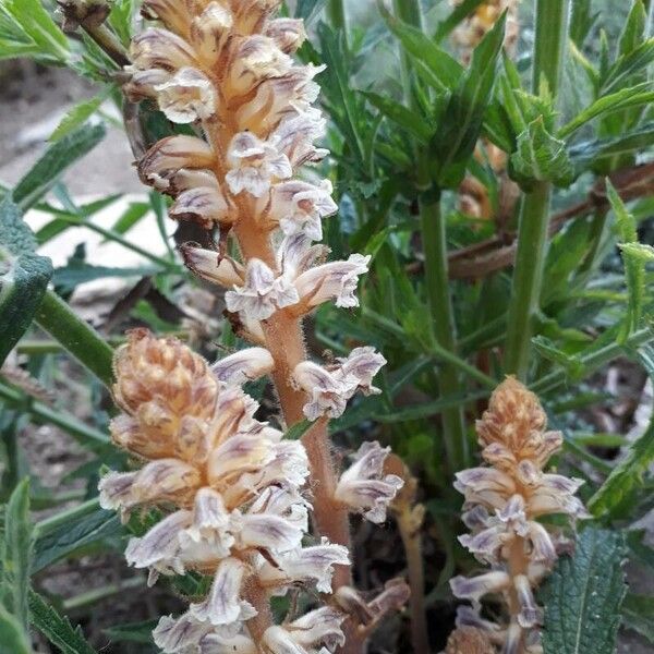 Orobanche amethystea Floare