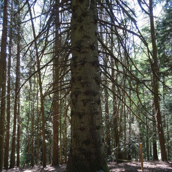 Abies cephalonica Кара