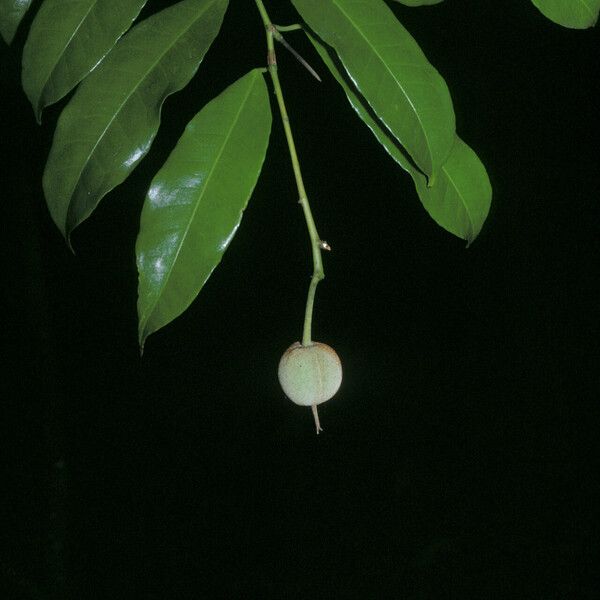 Mabea piriri Fruit