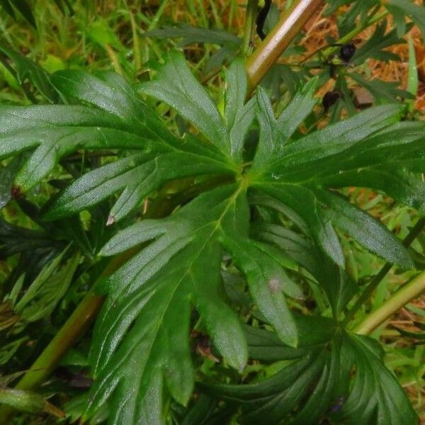 Aconitum napellus Leaf