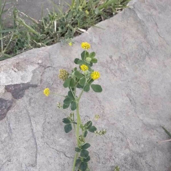 Trifolium dubium Flor