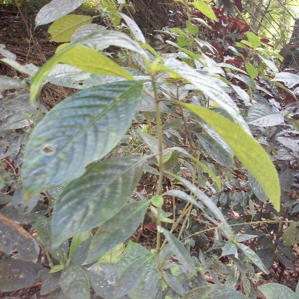 Strobilanthes crispa Leaf