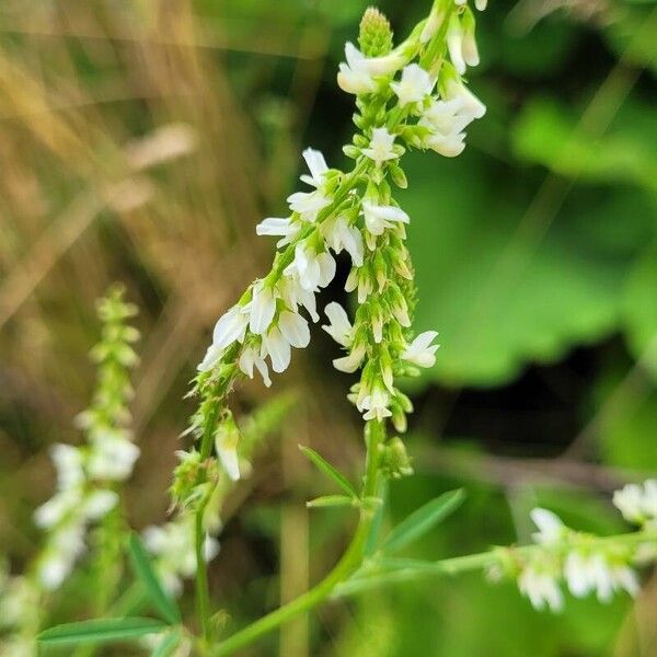 Melilotus albus Blomst