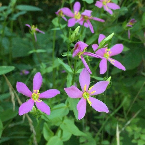 Sabatia angularis Flors