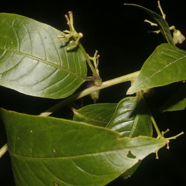 Cestrum reflexum Flower