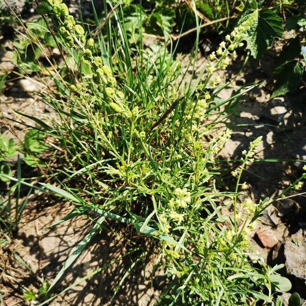 Reseda lutea Habitat