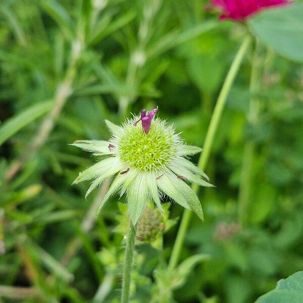 Knautia macedonica Frucht